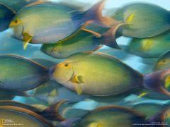 Tapeta National Geographic 240.jpg